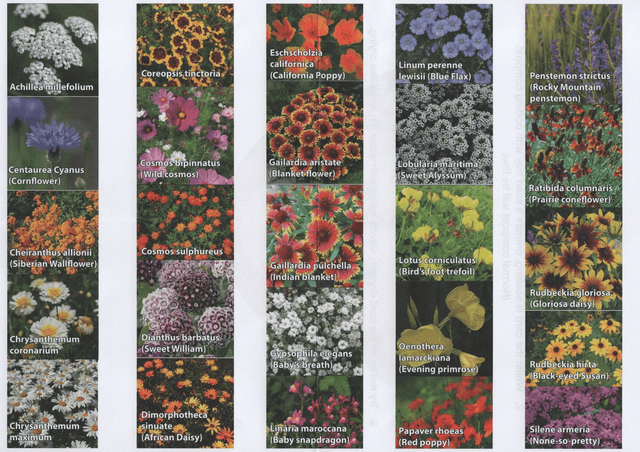 Plantable Thinking of You card with a Lavender design