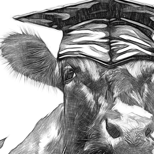 Quirky Cow ‘Herd You’ve Passed’ Graduation card. 135mmx135mm. Fun design with a Cow in a Graduation cap.