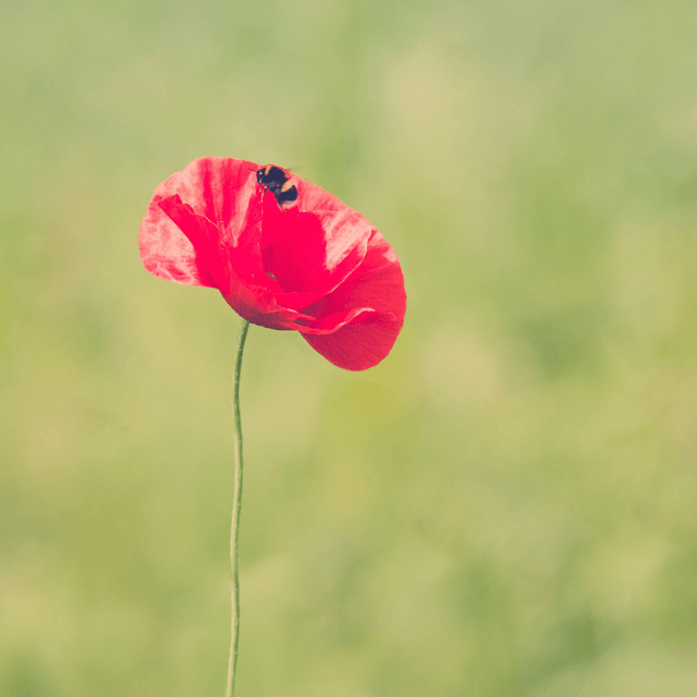 Red Poppy Greetings card with a Poppy and Bee design, handmade. 