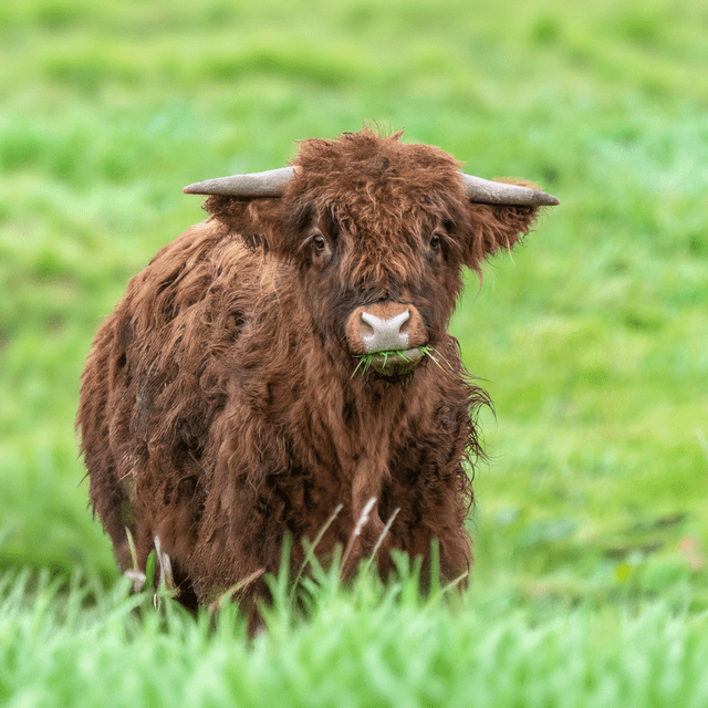 Tote Bag, Highland Cow design. 100% Polyester, size 41cm x 37cm / 16.1” x 14.6”.