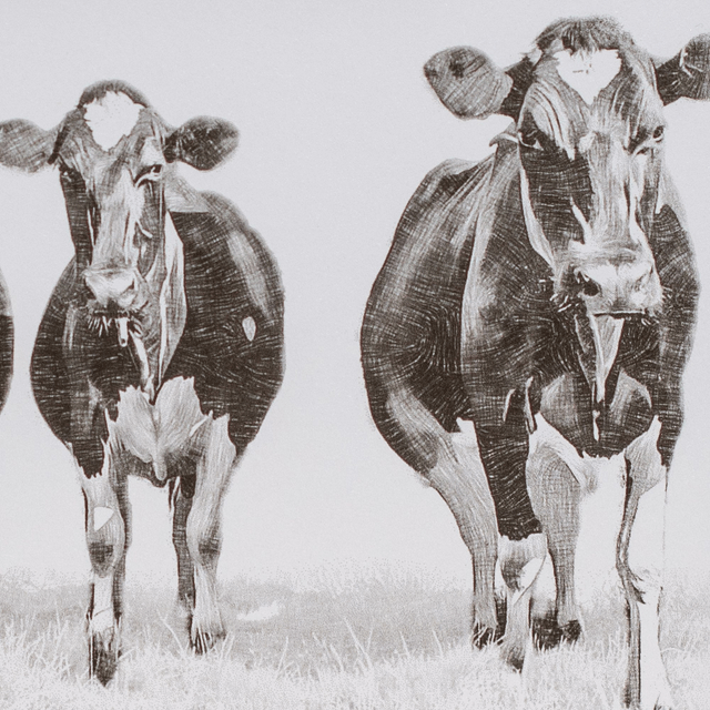 Friesian Cow Birthday Card, can be personalised. Handmade, Black and White Sketch